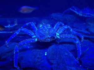 Brest - Océanopolis Aquarium