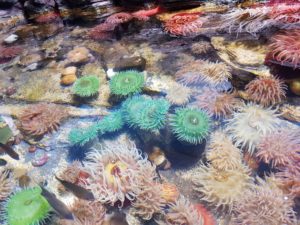 Brest - Océanopolis Aquarium