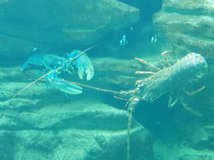 Brest - Océanopolis Aquarium