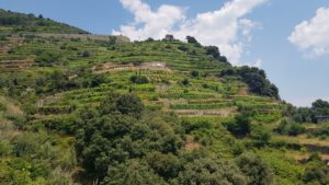 The trail between Monterosso al Mare and Vernazza