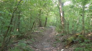 Via Francigena trail