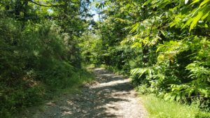 Via Francigena trail