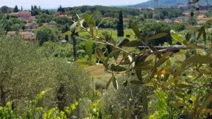 Olives on the tree