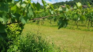 Grapes on the vine