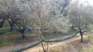 Nets at the ready for the eventual olive harvest